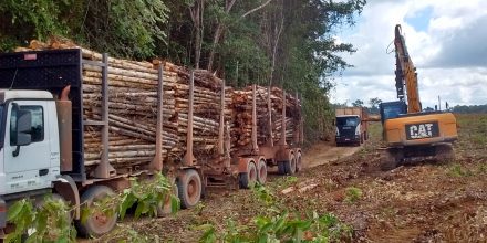 Carregamento de Madeira para Tran Transporte de madeira